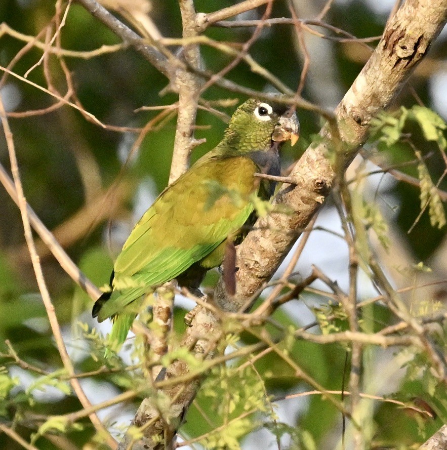 Scaly-headed Parrot - ML643443894
