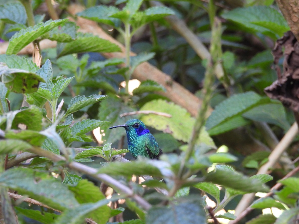 Lesser Violetear - ML643443895