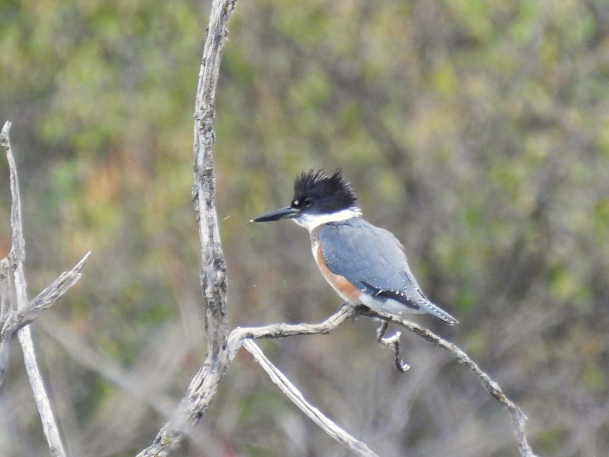 Belted Kingfisher - ML643443899