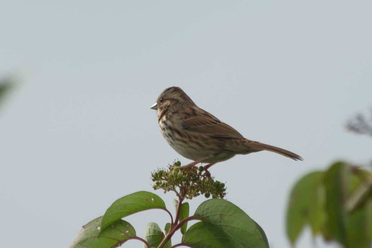 Song Sparrow - ML643443901