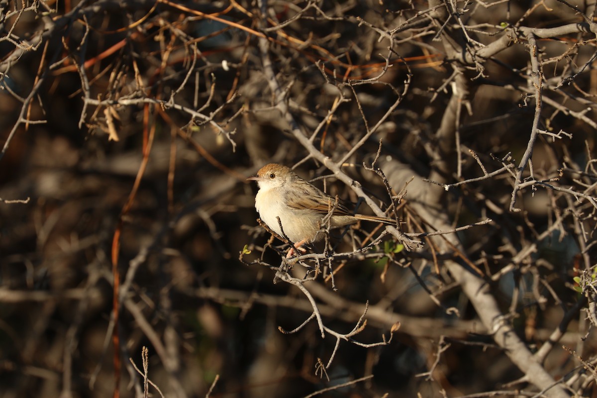 Rattling Cisticola - ML643443903
