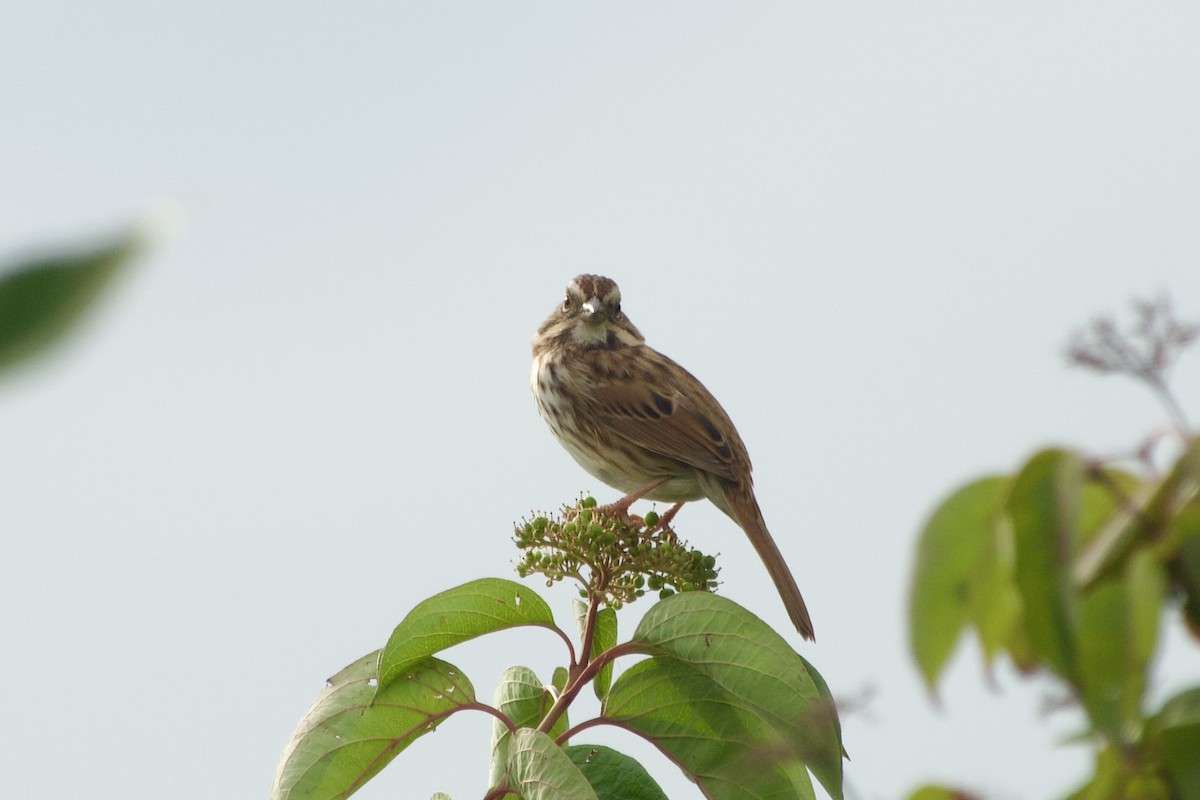 Song Sparrow - ML643443904