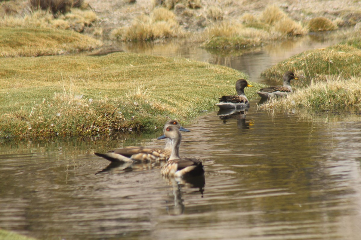 Crested Duck - ML643443907