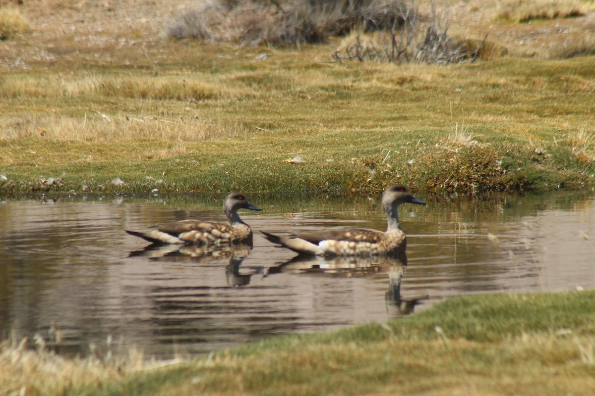 Crested Duck - ML643443908