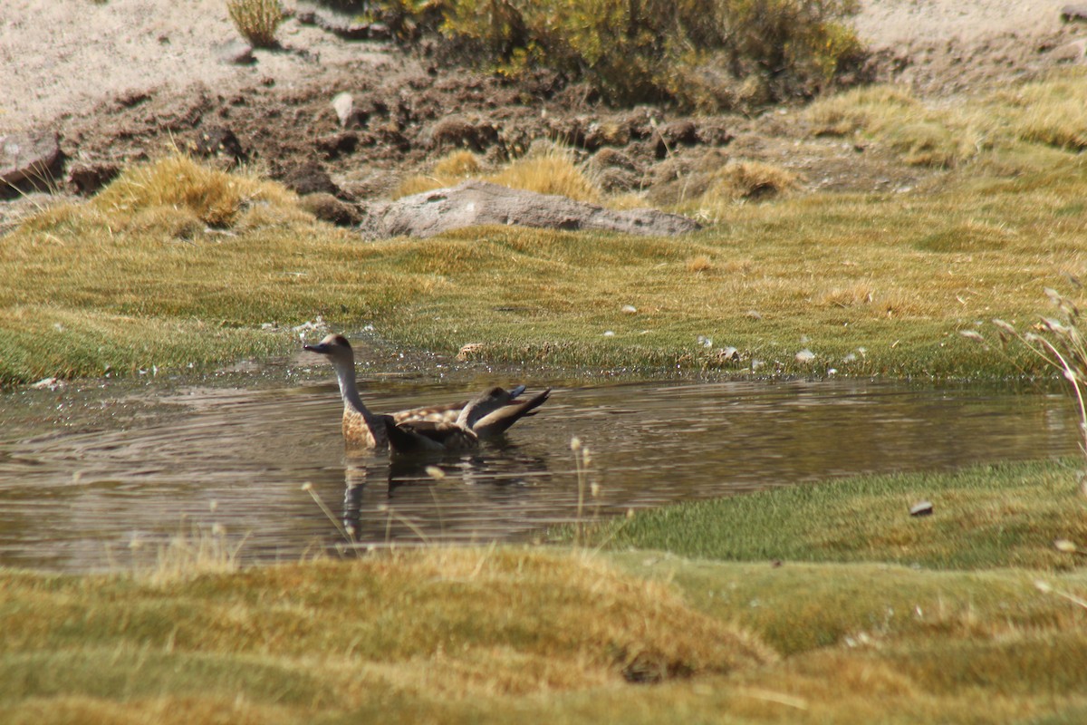 Crested Duck - ML643443911