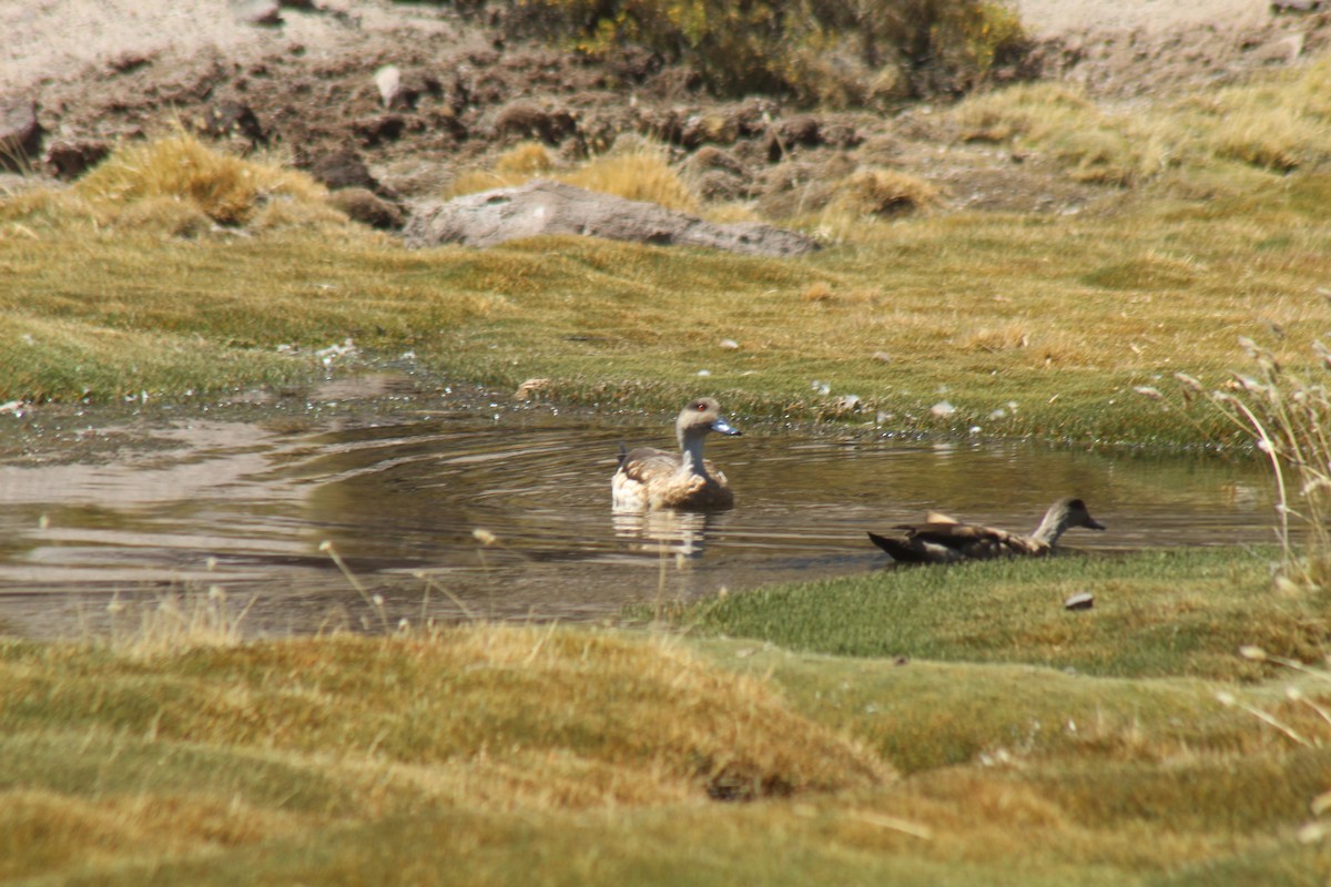 Crested Duck - ML643443912