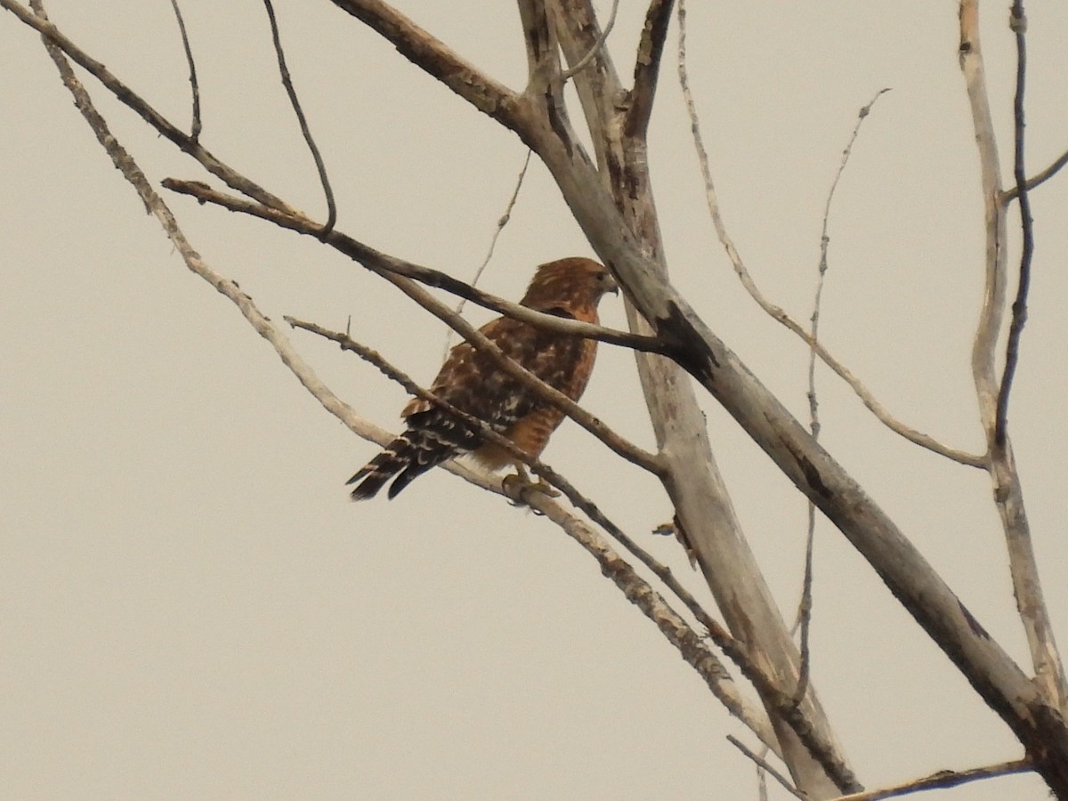 Red-shouldered Hawk - ML643443913