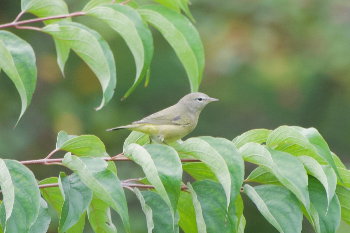 Orange-crowned Warbler - ML643443914