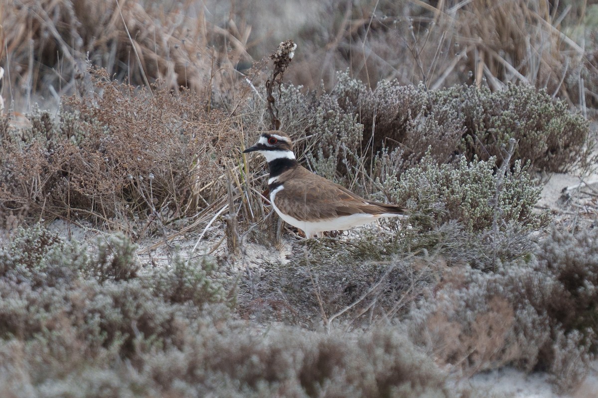 Killdeer - ML643443915
