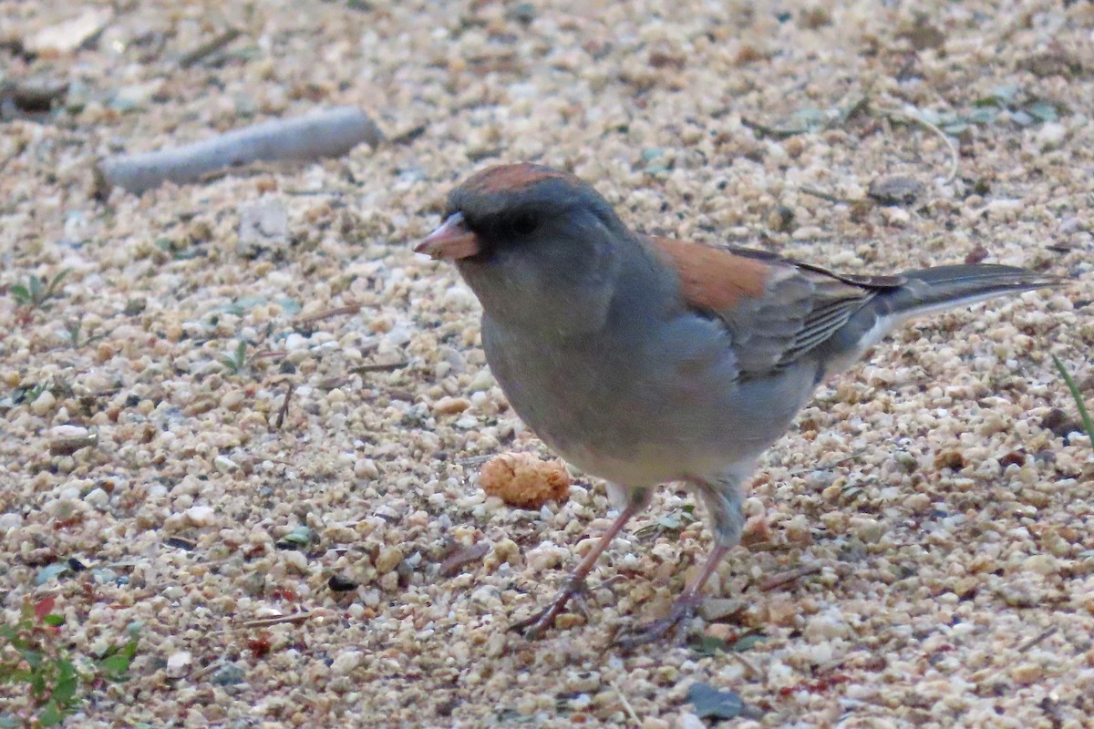 Dark-eyed Junco (Gray-headed) - ML643443916