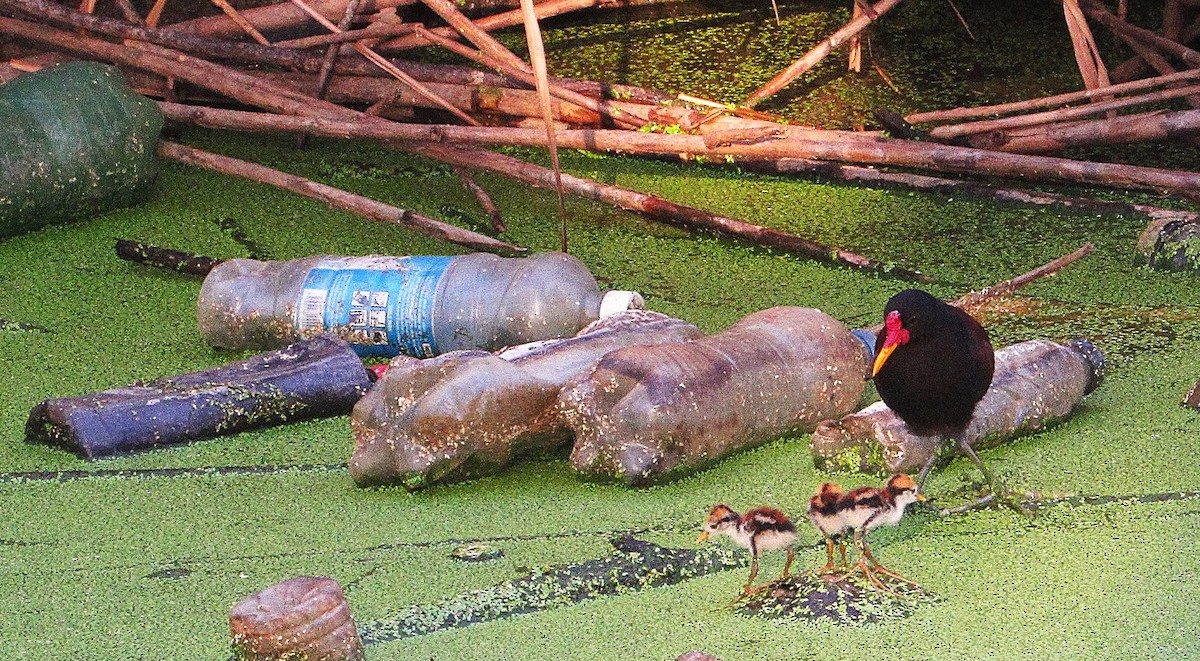 Wattled Jacana - ML643443922