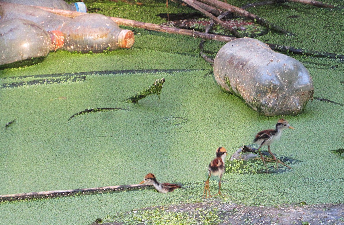 Wattled Jacana - ML643443923