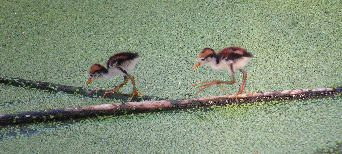 Wattled Jacana - ML643443924