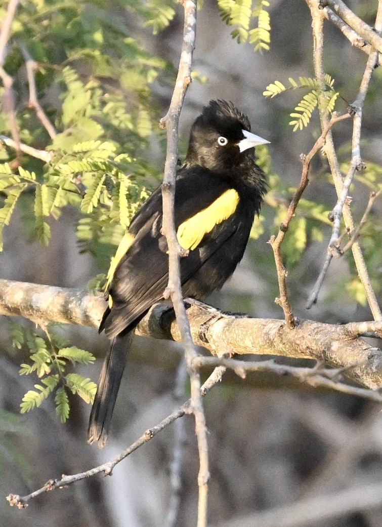 Golden-winged Cacique - ML643443925
