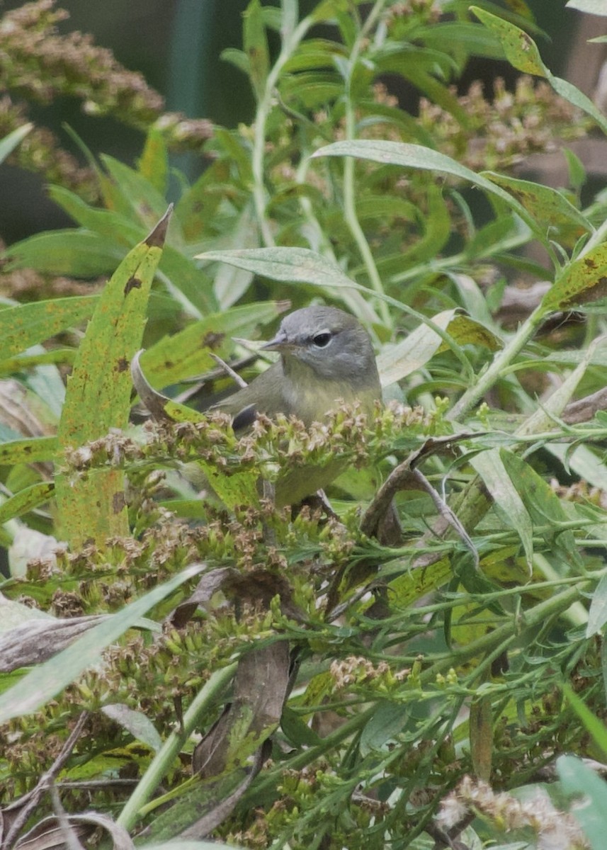 Orange-crowned Warbler - ML643443926
