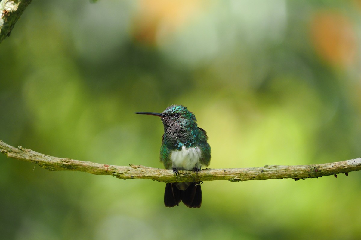 Snowy-bellied Hummingbird - ML643443932