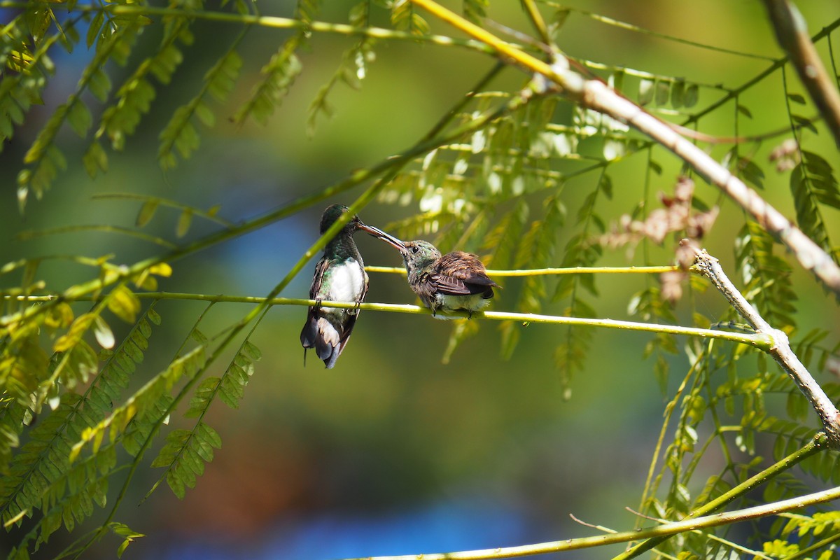 Snowy-bellied Hummingbird - ML643443933