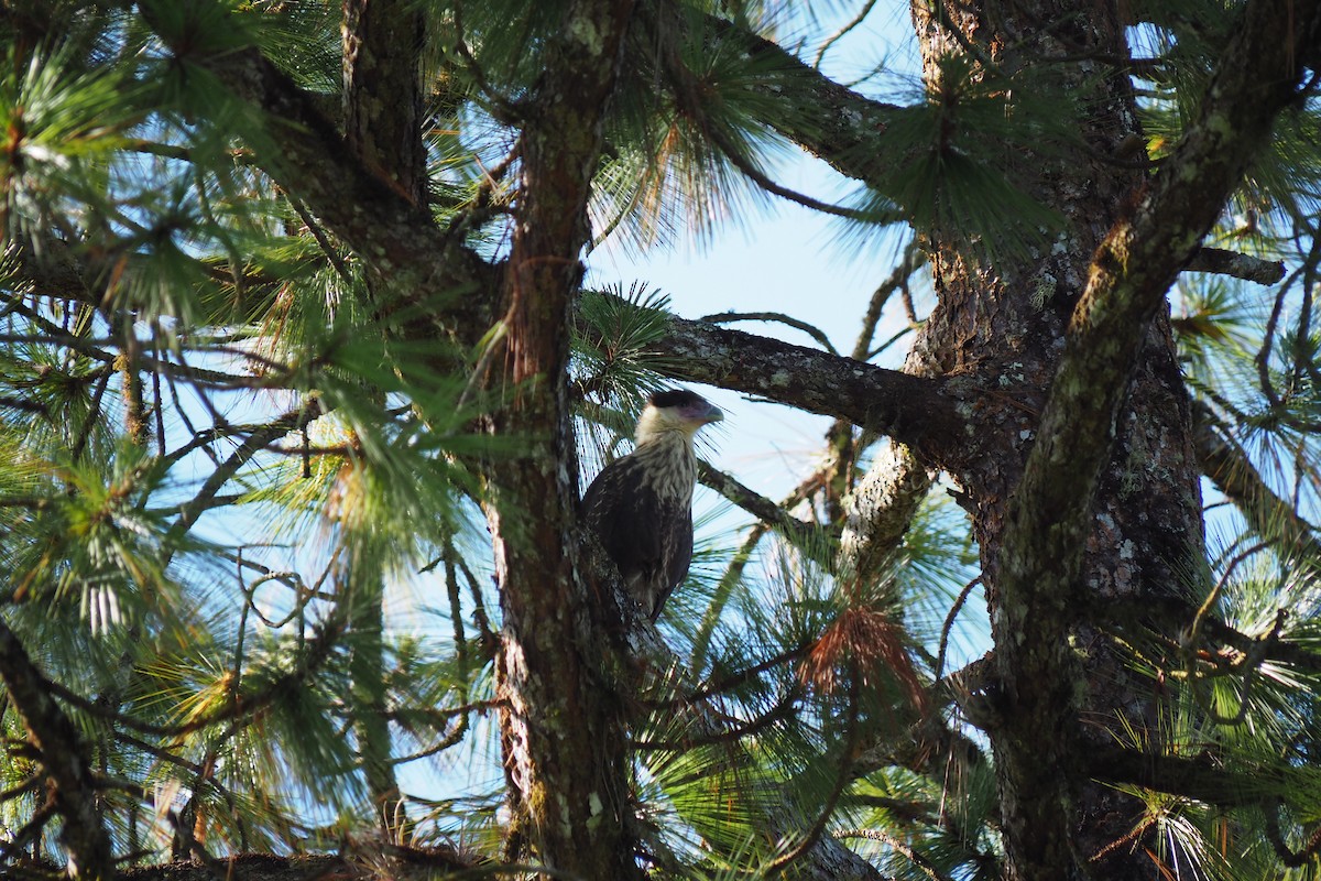 Crested Caracara - ML643443938
