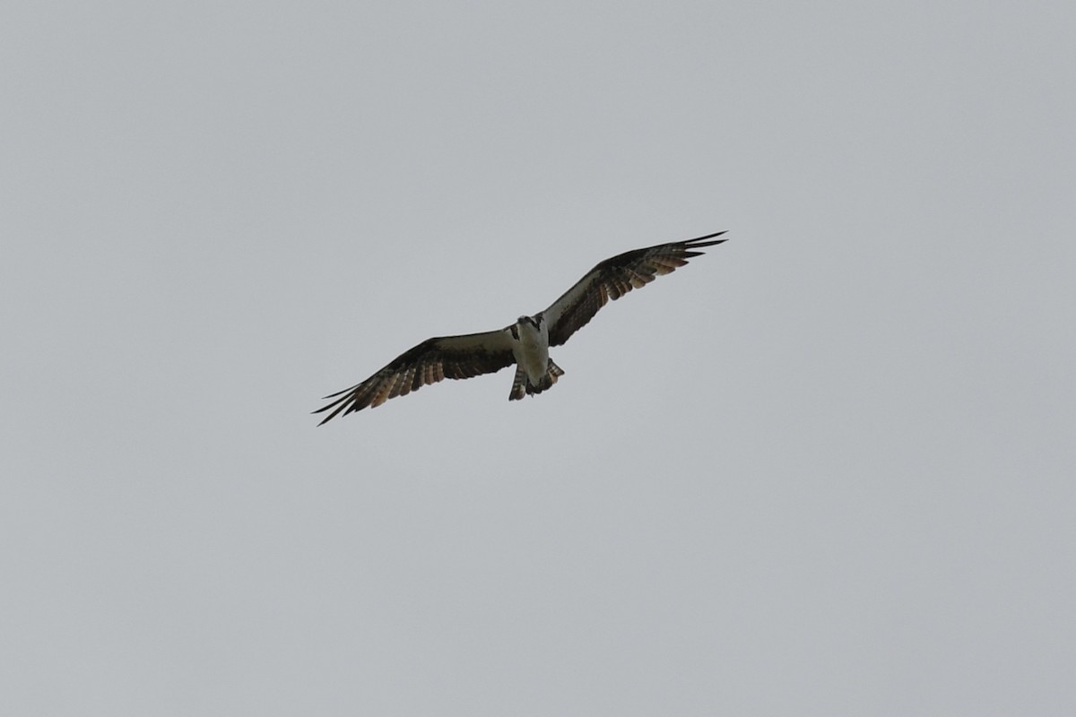 Águila Pescadora - ML643443941