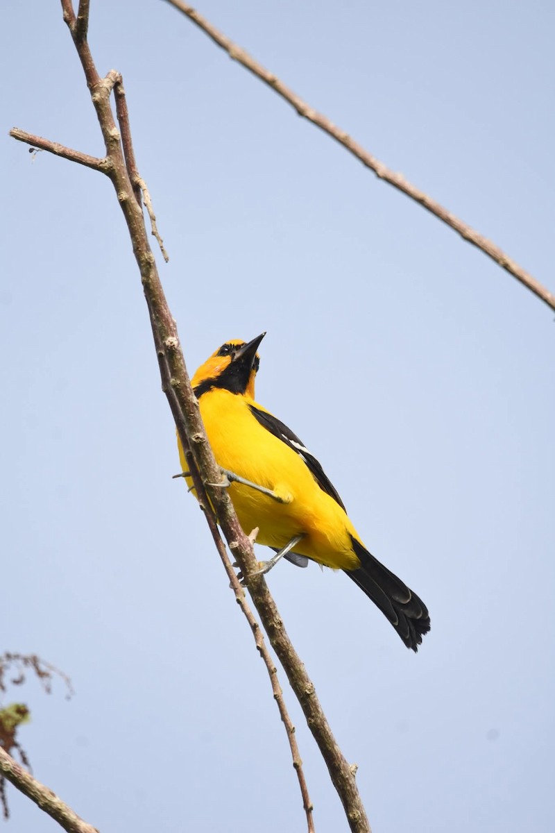 Yellow Oriole - ML643443973