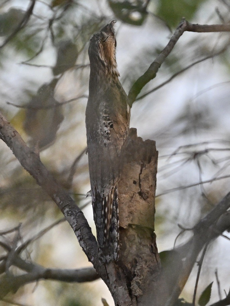 Common Potoo - ML643443977