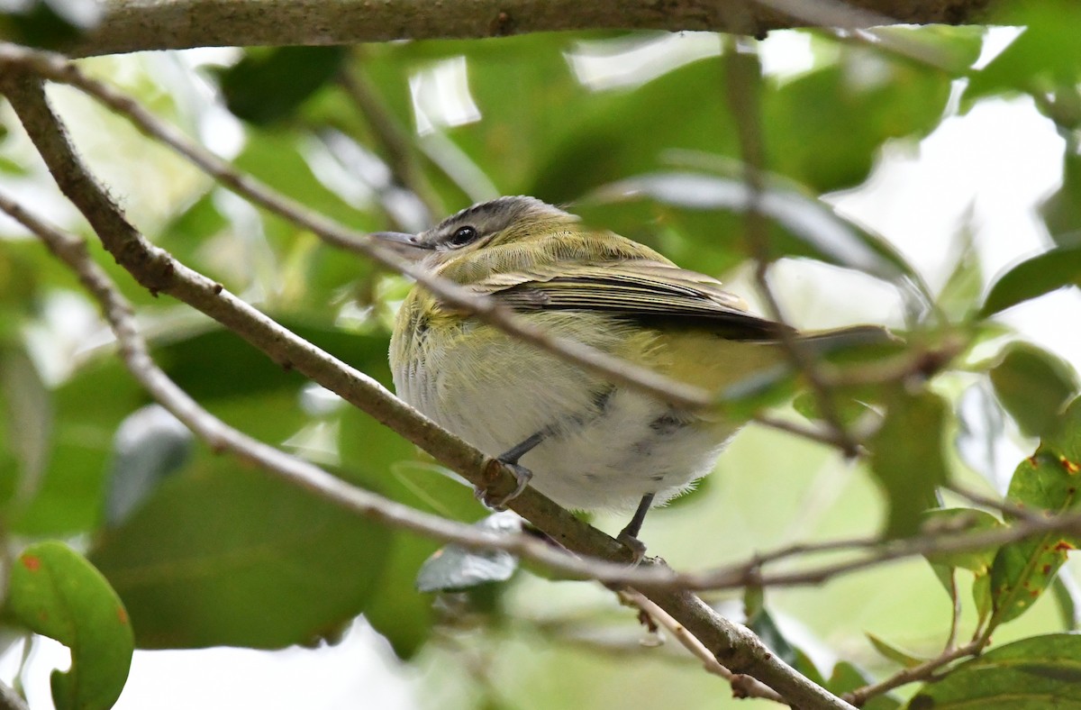 Vireo Ojirrojo - ML643443990