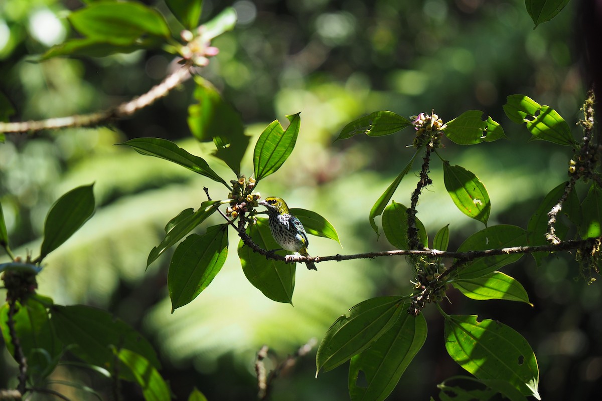 Speckled Tanager - ML643443991