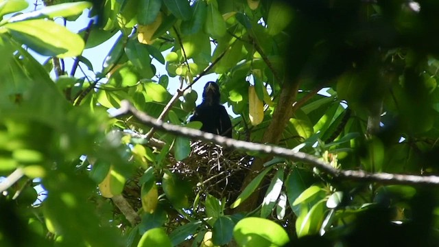 Mariana Crow - ML643443992