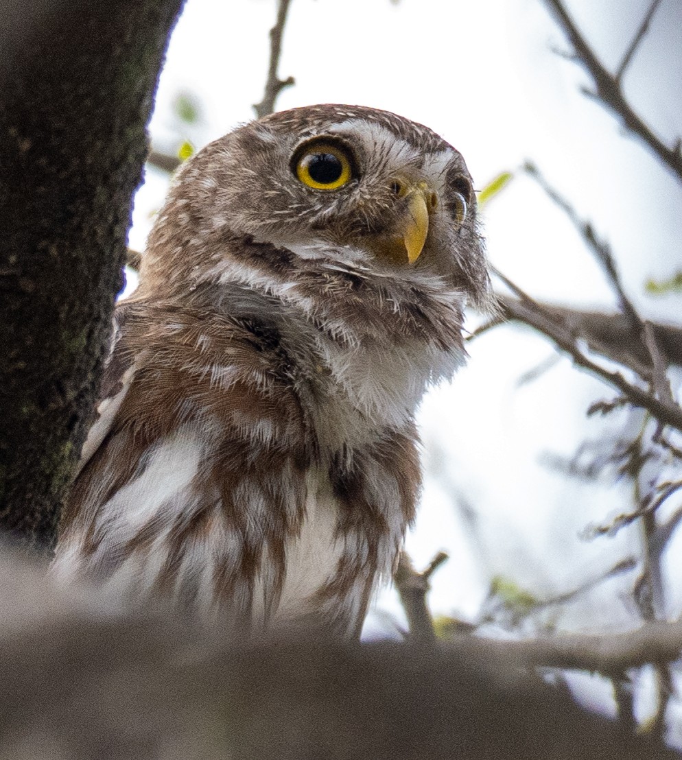 Ferruginous Pygmy-Owl - ML643443995
