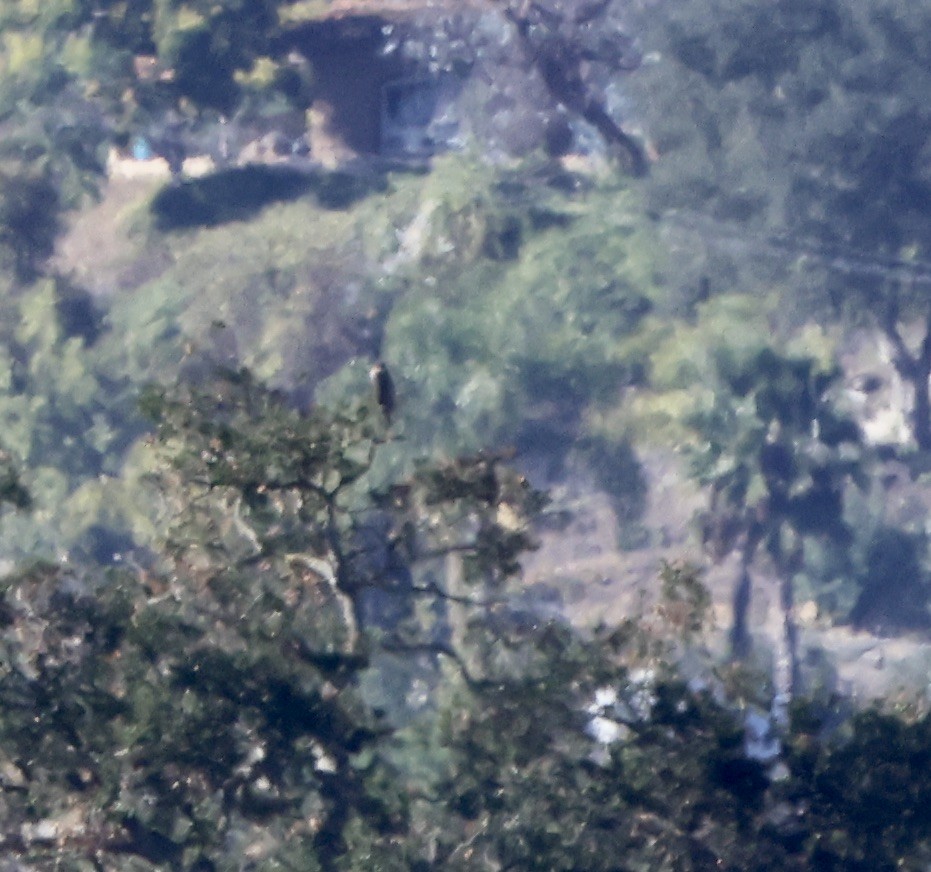 Buteo sp. - ML643443997