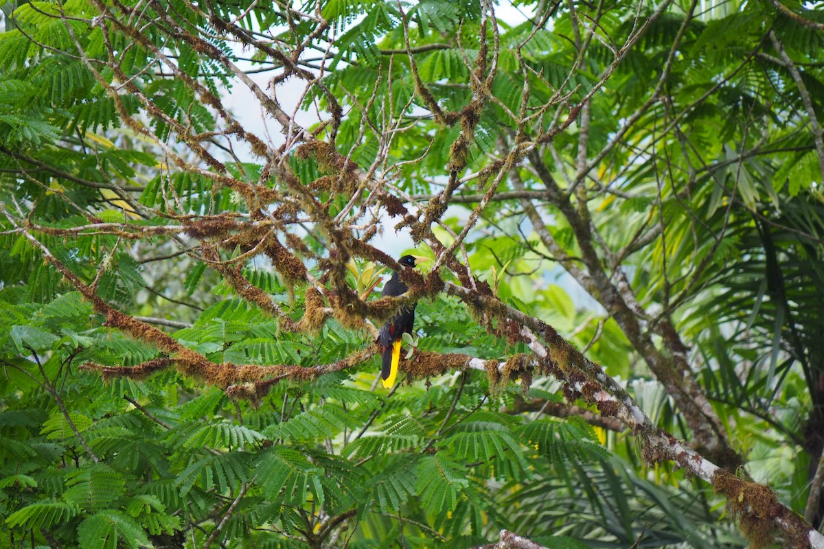 Crested Oropendola - ML643444003