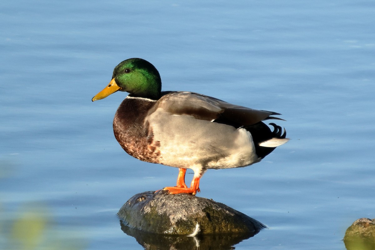 Canard colvert - ML643444007