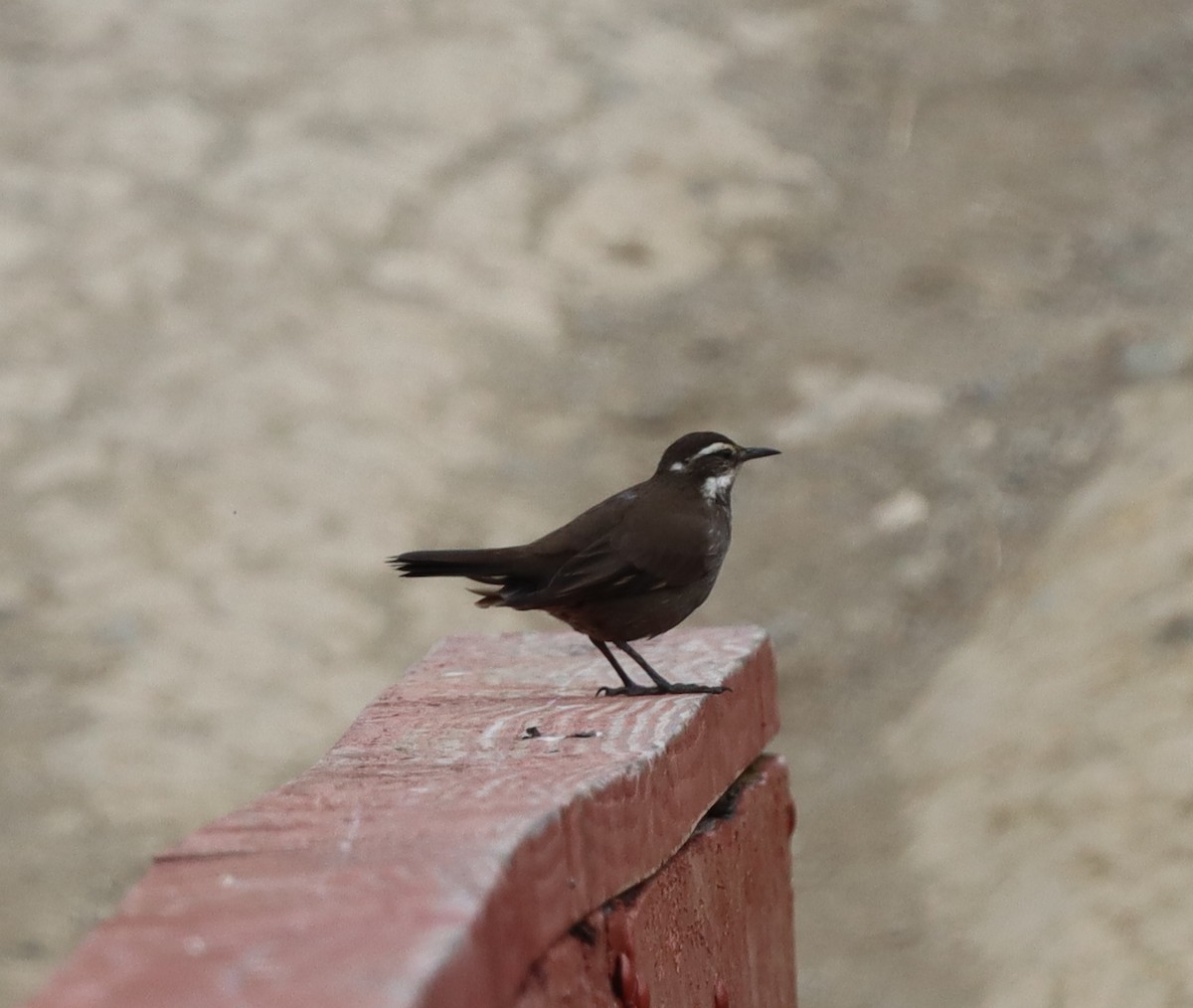 Remolinera Araucana - ML643444017