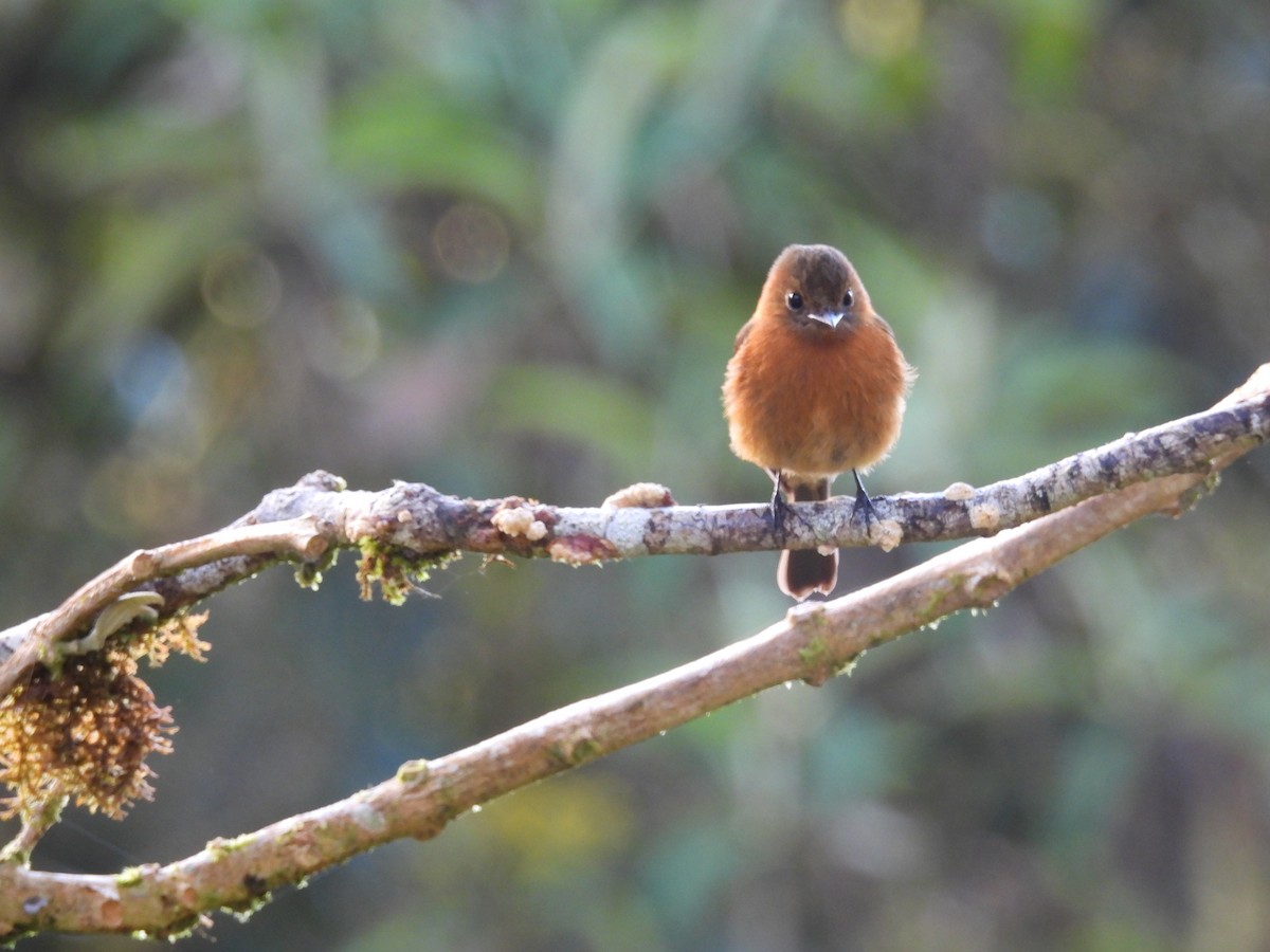 Birro Chico - ML643444020