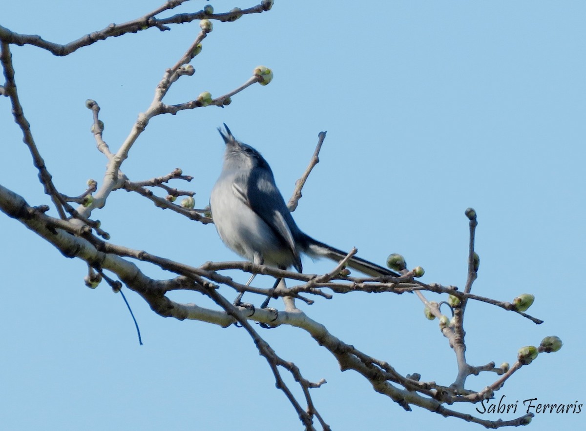 Perlita Azul - ML643444033