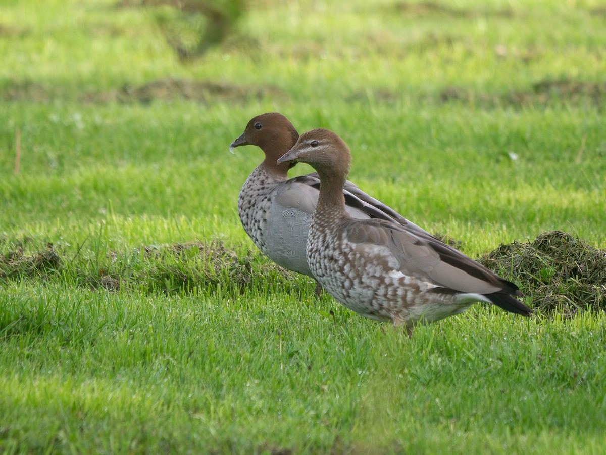 Pato de Crin - ML643444035