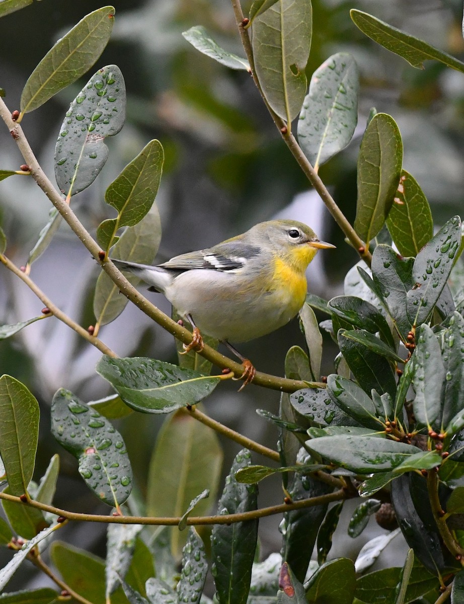 Parula Norteña - ML643444037