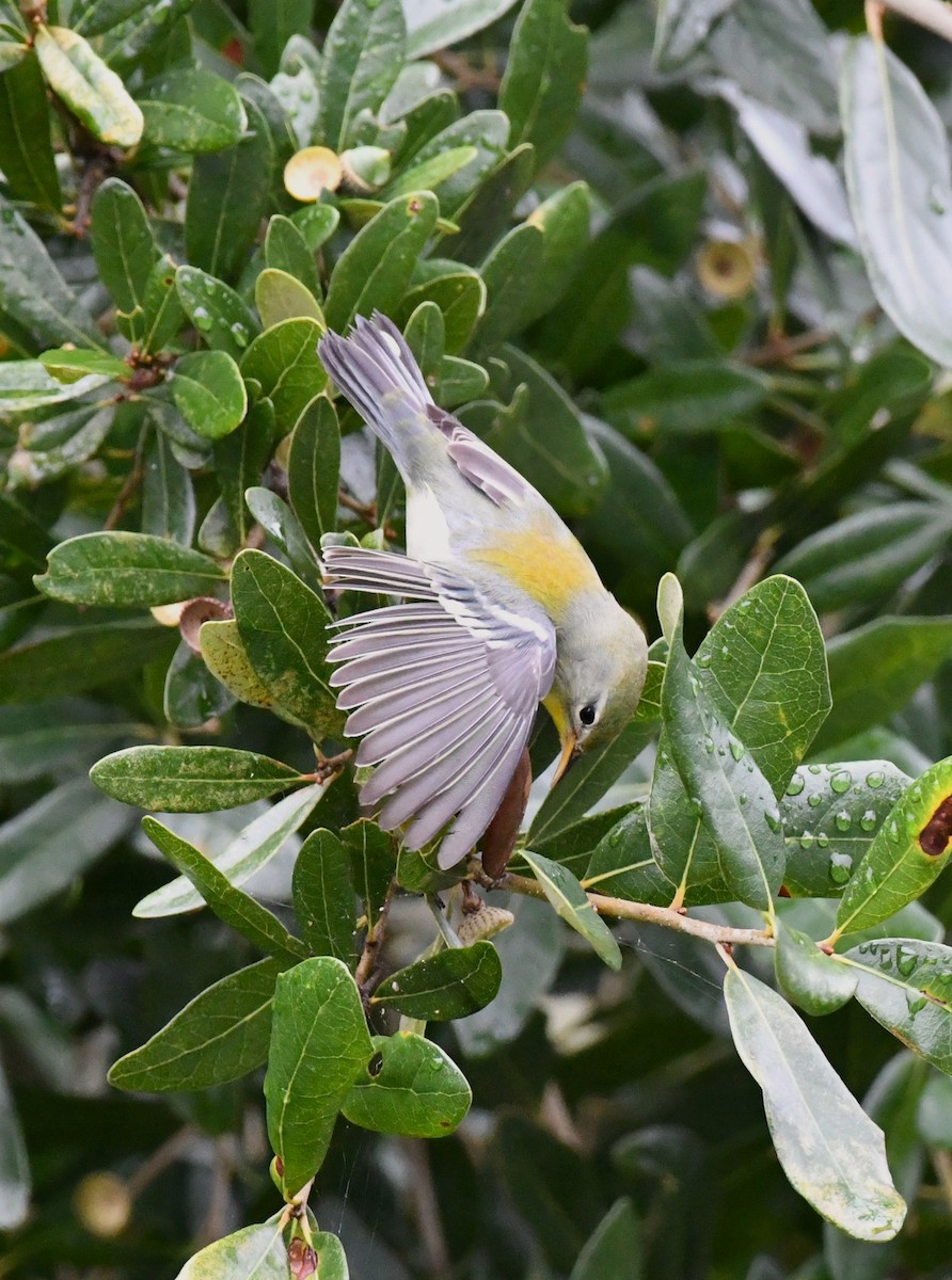 Parula Norteña - ML643444038