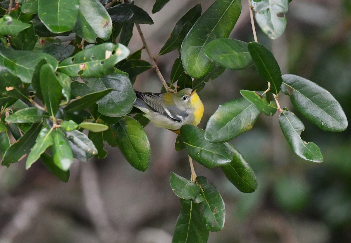 Parula Norteña - ML643444039