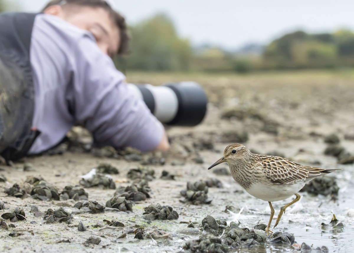 Pectoral Sandpiper - Toby Carter