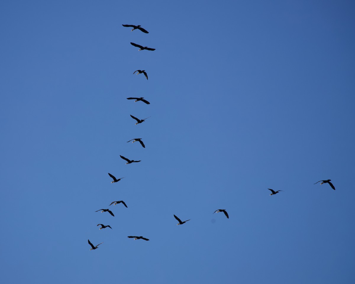 Cormorán Orejudo - ML643444041