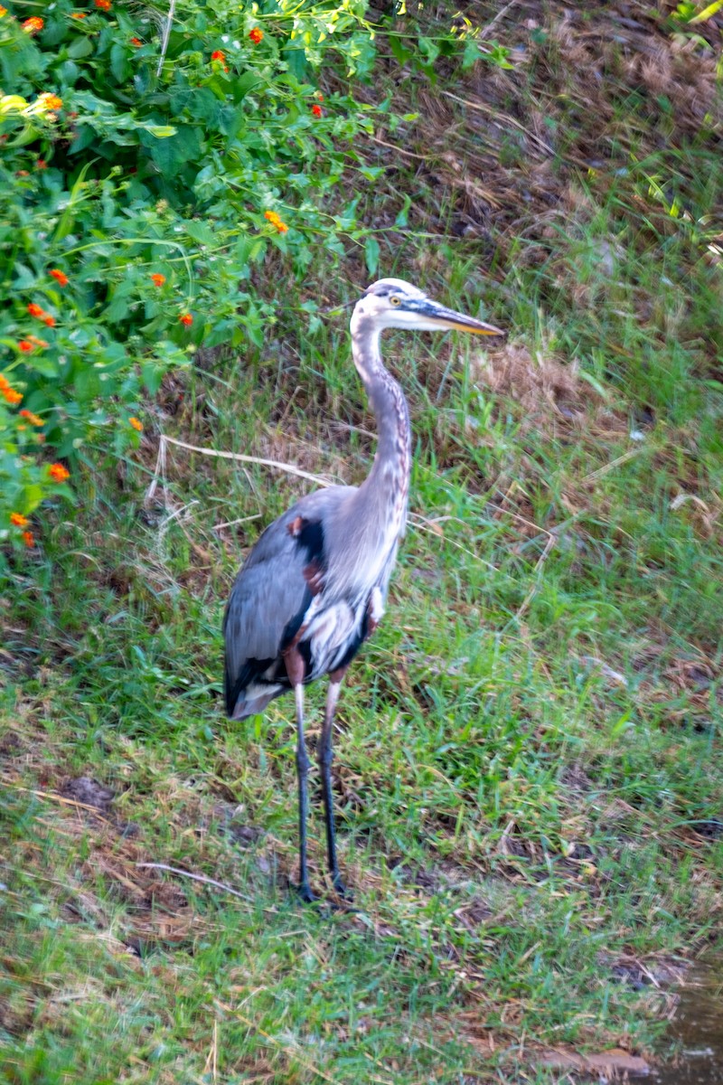 Garza Azulada - ML643444043
