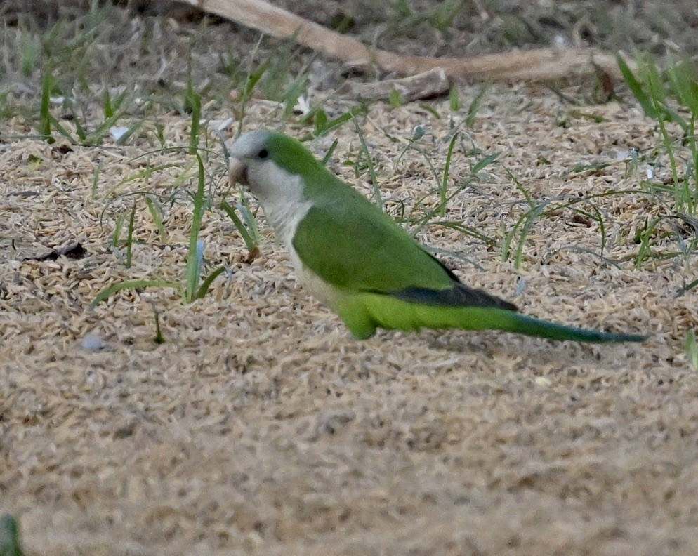 Monk Parakeet - ML643444050