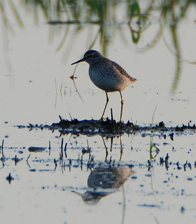 タカブシギ - ML643444058
