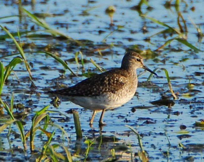 タカブシギ - ML643444059