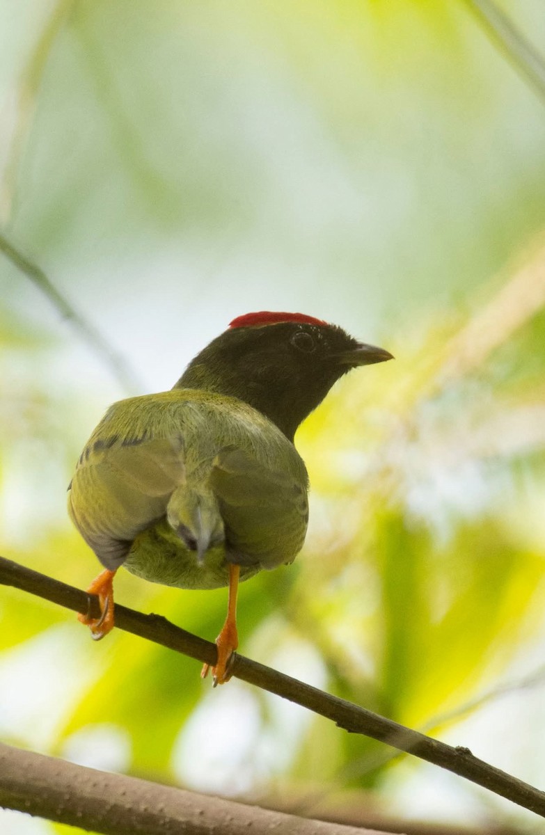 Lance-tailed Manakin - ML643444076