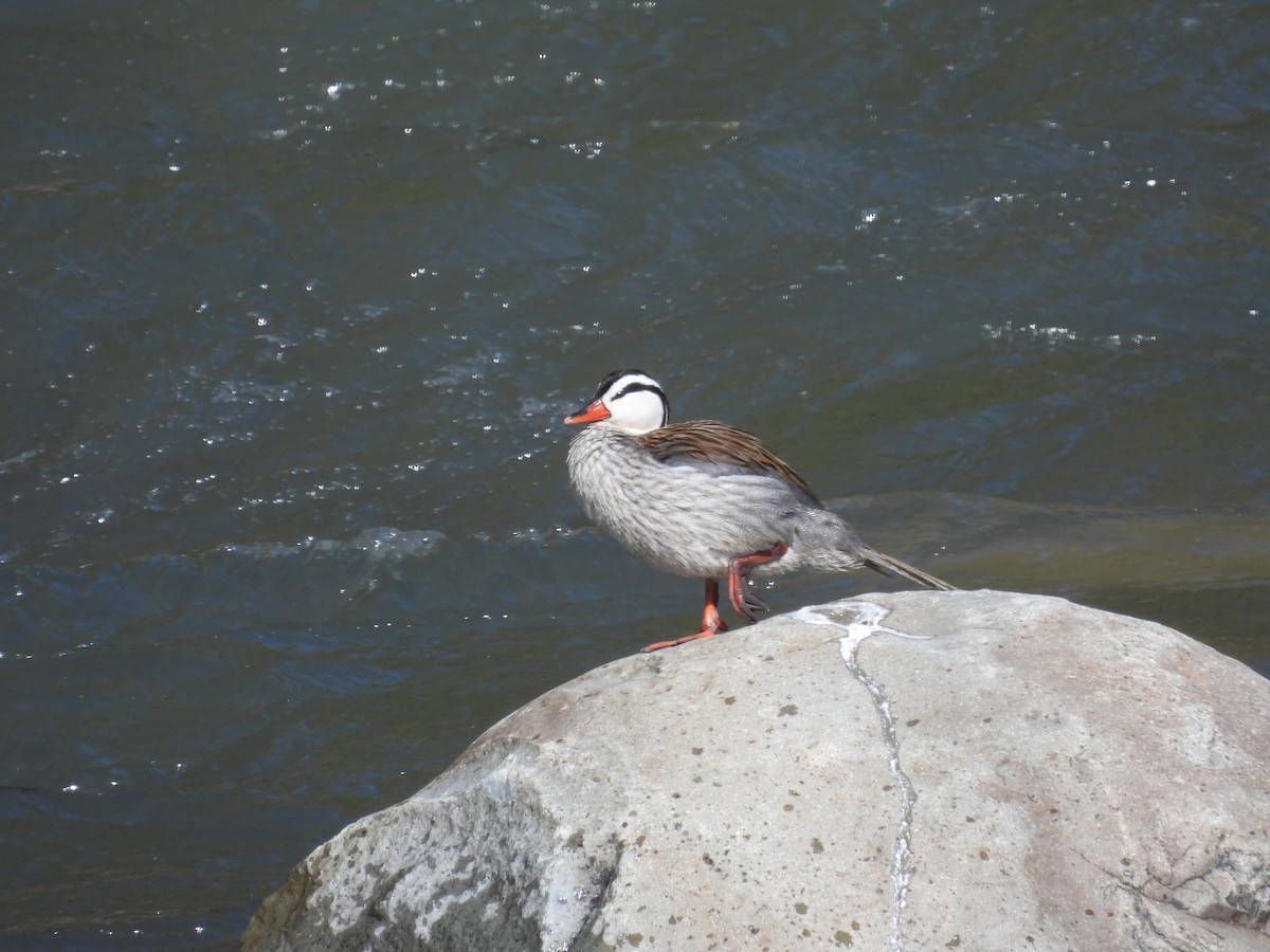 Torrent Duck - ML643444087