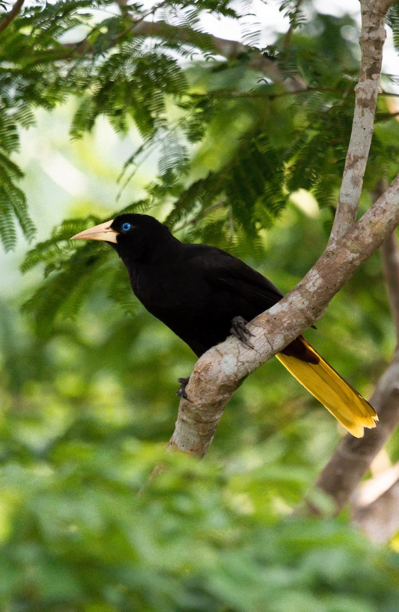 Crested Oropendola - ML643444093