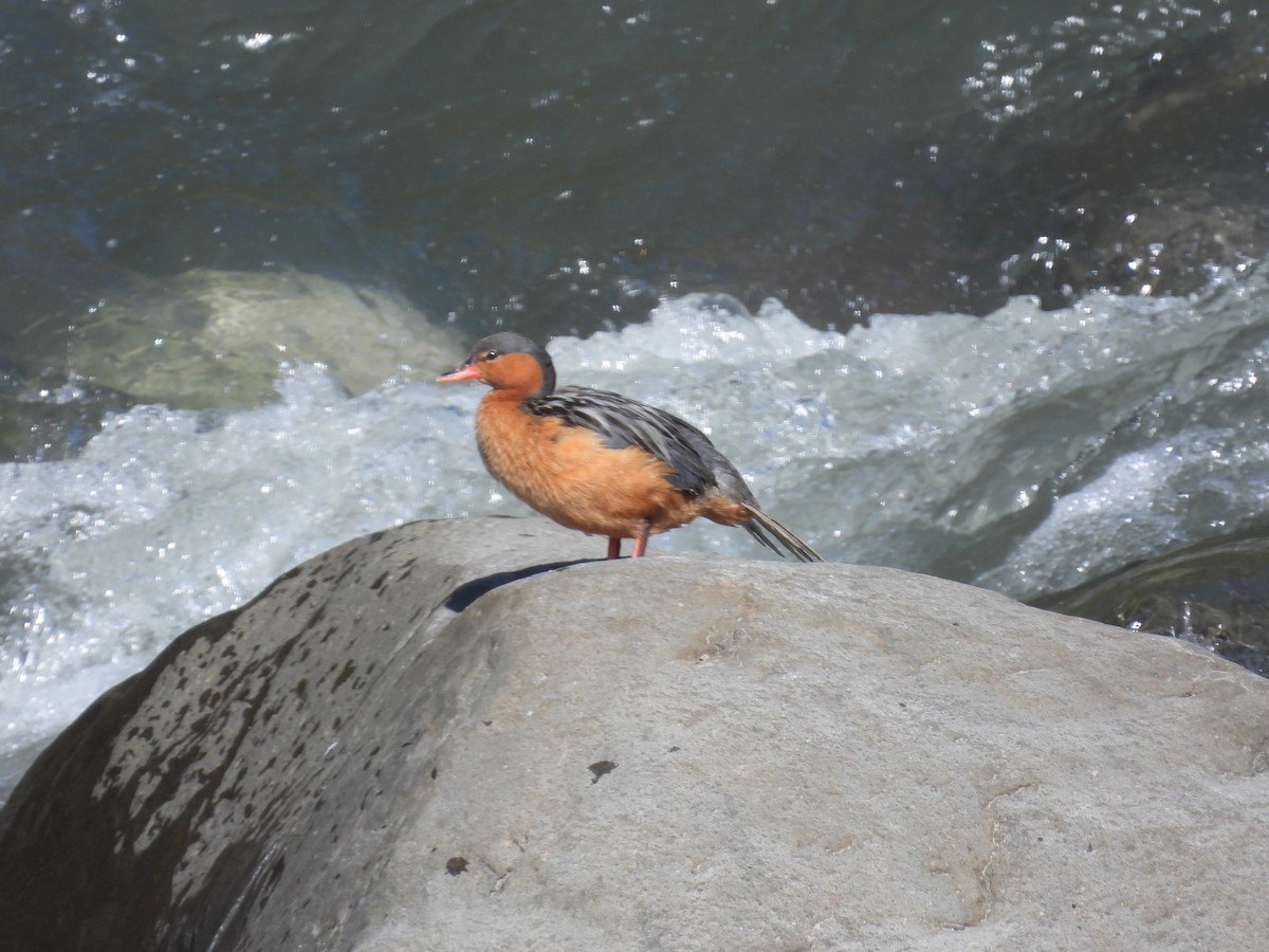 Torrent Duck - ML643444097