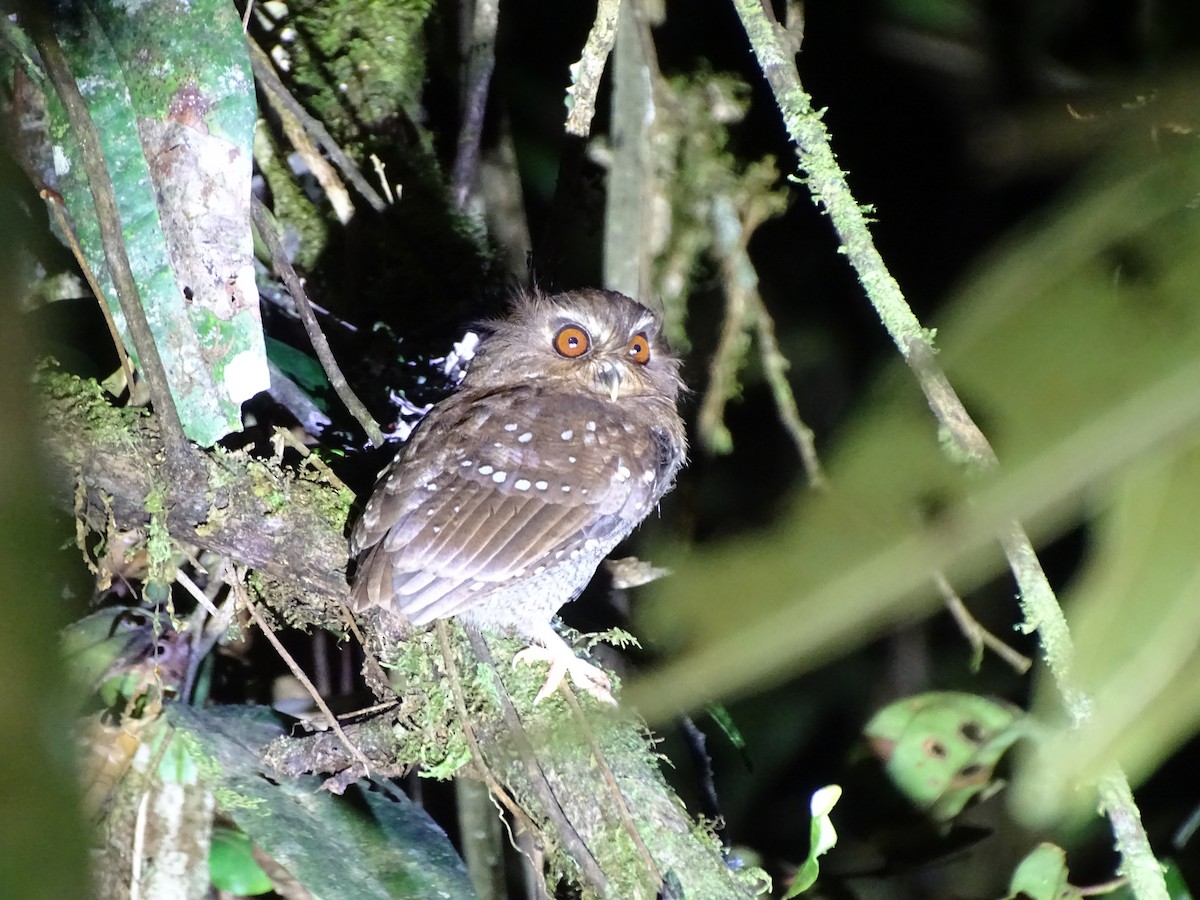 Long-whiskered Owlet - ML643444102